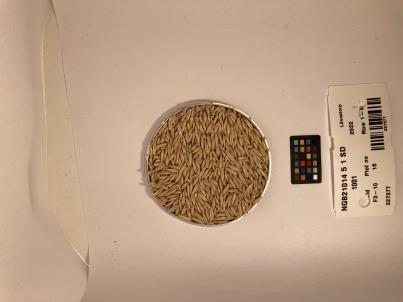 Click for 1 image(s) for this accession. SEED